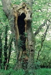 You are currently viewing Un arbre mort : un milieu de vie intense