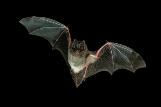 Lire la suite à propos de l’article Chauve-souris