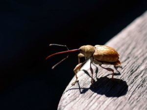 Lire la suite à propos de l’article Le monde des insectes