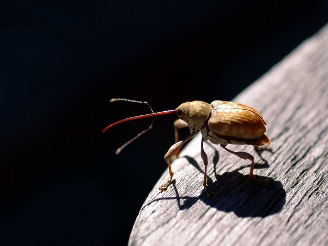 You are currently viewing Le monde des insectes