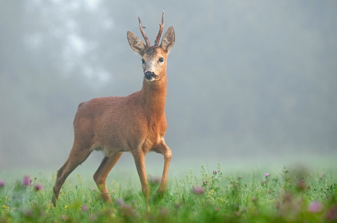 You are currently viewing Le prince de nos forêts