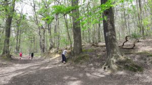 Lire la suite à propos de l’article Un bain de forêt pour votre santé