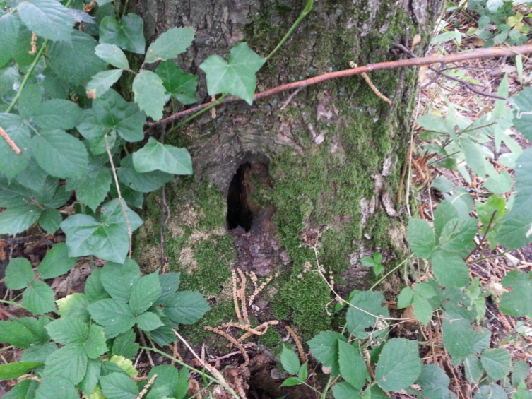 You are currently viewing La biodiversité en forêt : ça se mesure !