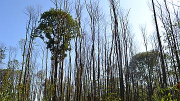 You are currently viewing La forêt malade des changements climatiques