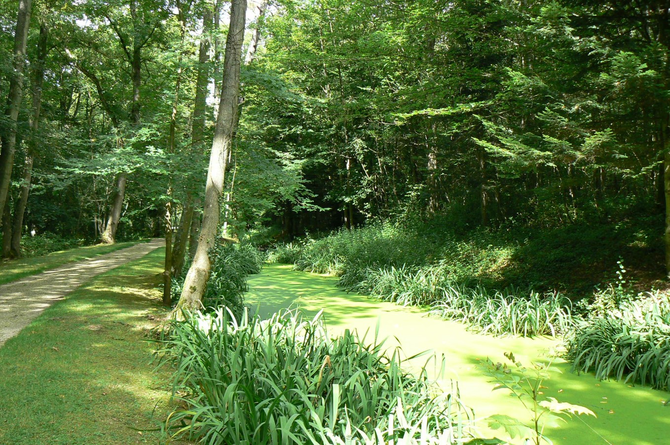 You are currently viewing Les arbres qui se parlent