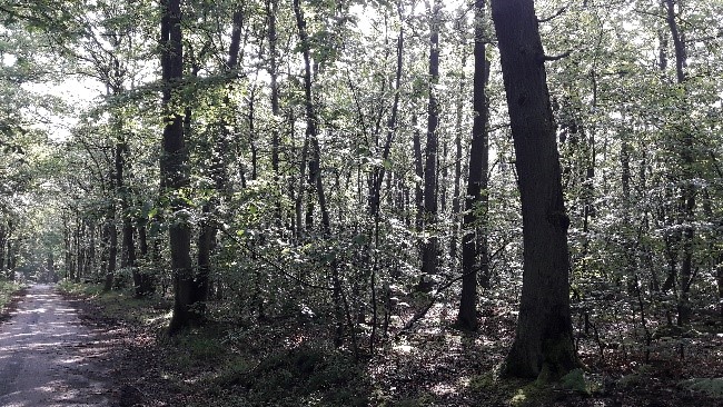 You are currently viewing L’Indice de Biodiversité Potentielle en forêt de Fausses Reposes : un projet terminé !