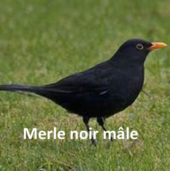 Merle-noir
