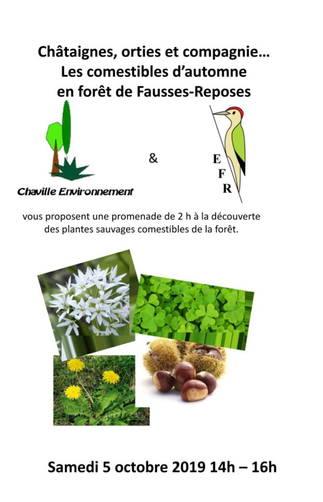 Lire la suite à propos de l’article Comestibles de la forêt