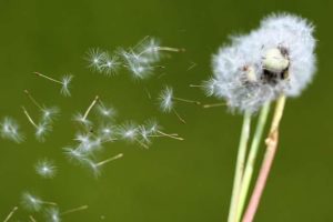 Lire la suite à propos de l’article Les arbres sont-ils allergisants ?