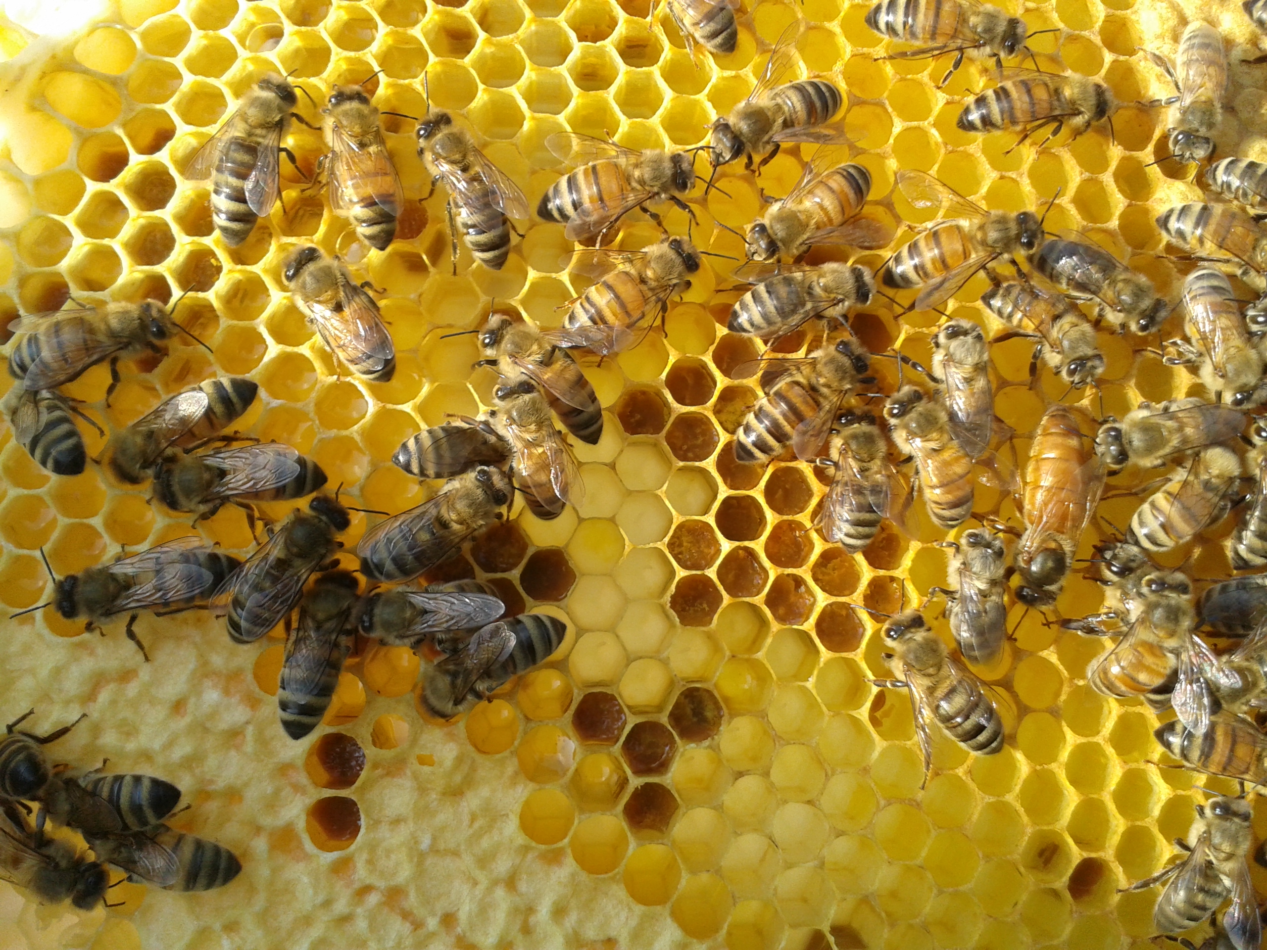 You are currently viewing Les abeilles à miel : un monde fascinant