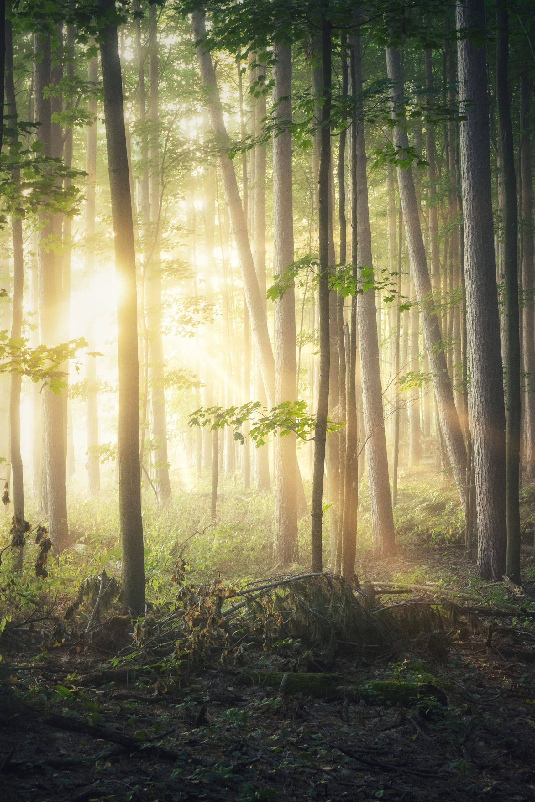 You are currently viewing Chaville environnement présente sa  sortie / formation « INDICE DE BIODIVERSITÉ POTENTIELLE »