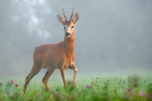 Lire la suite à propos de l’article Le prince de nos forêts